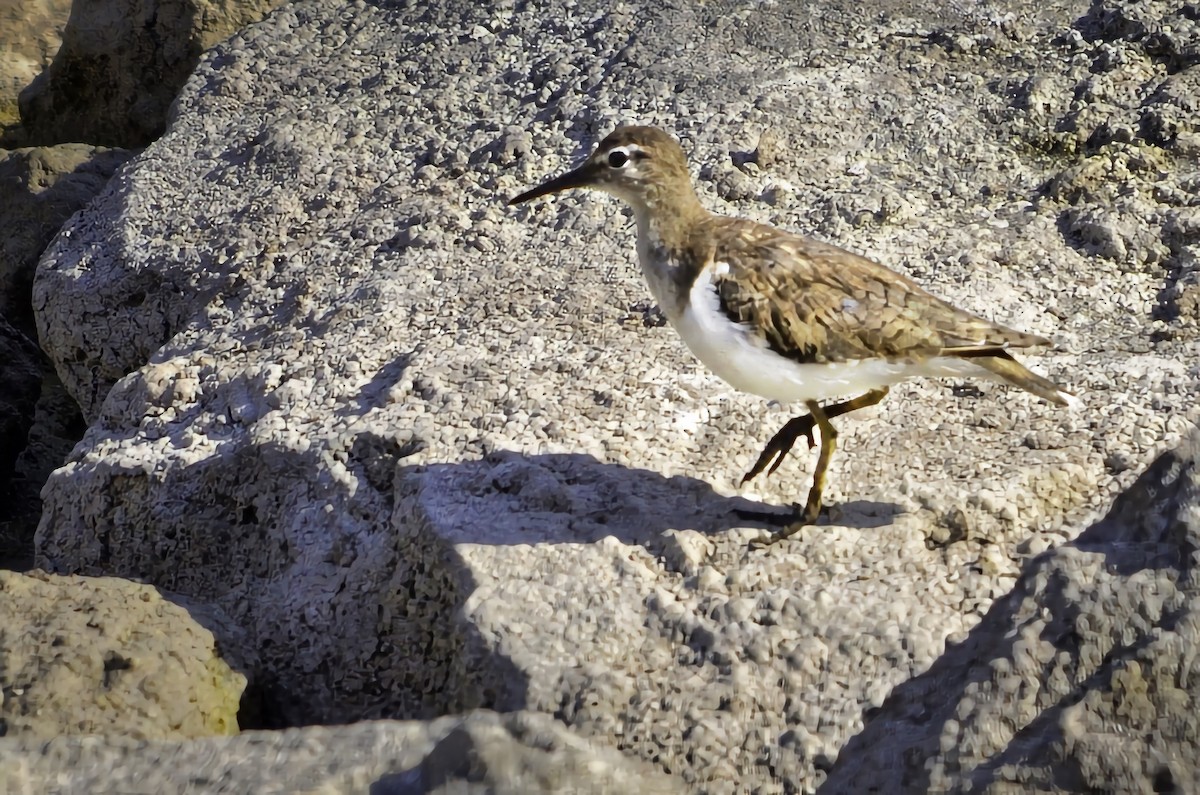 Chevalier grivelé - ML646803861