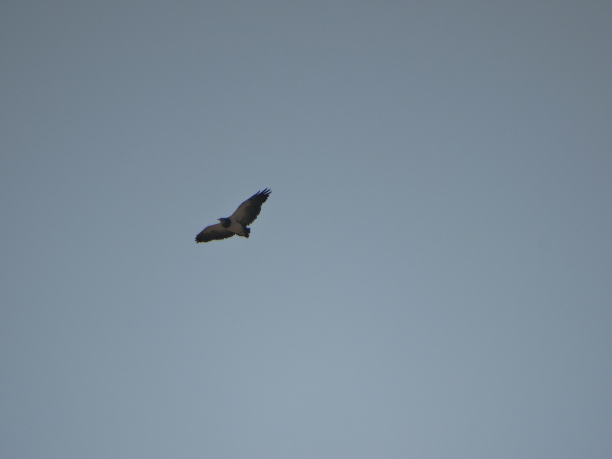 Buse aguia - ML646803862