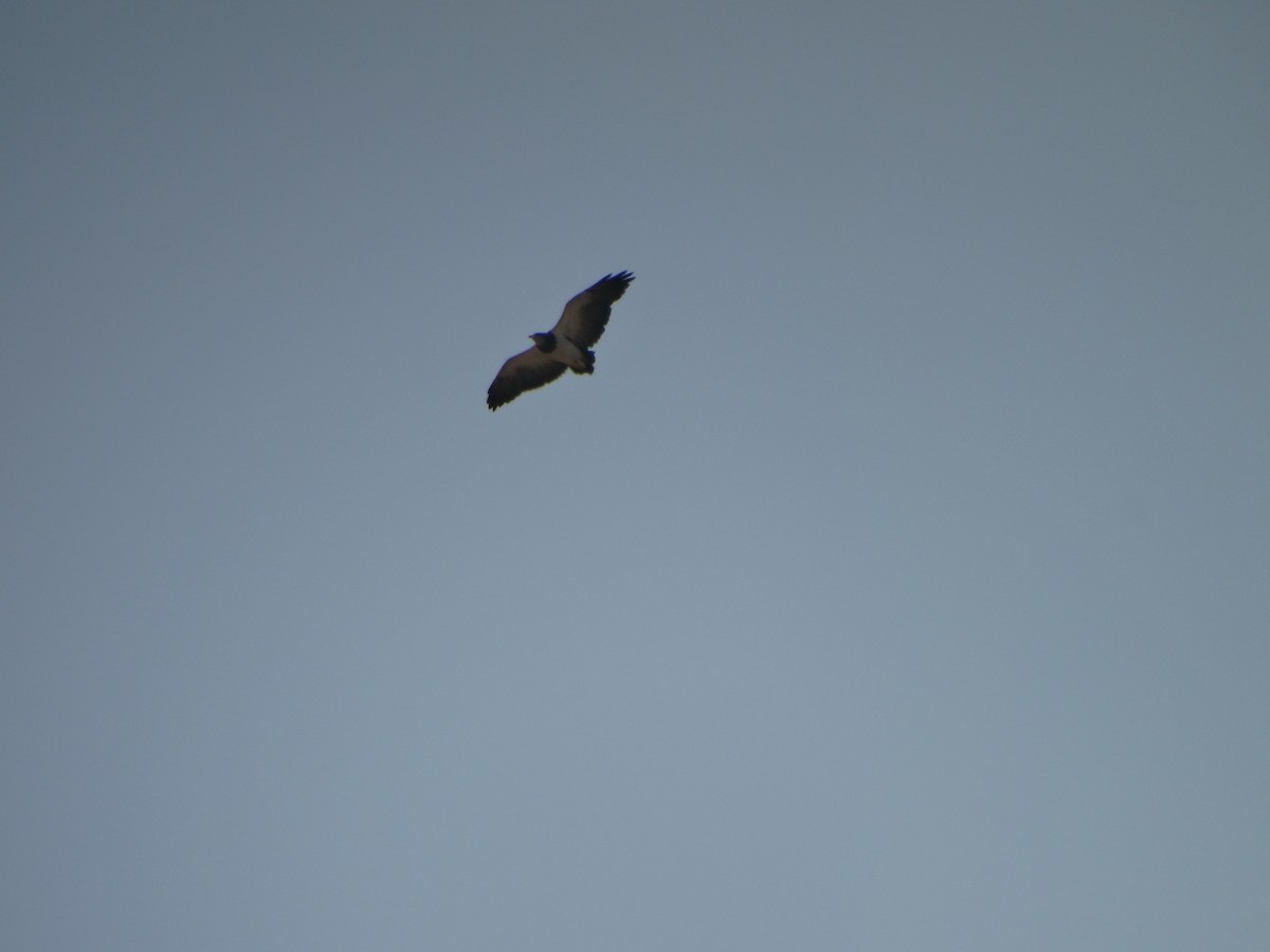 Buse aguia - ML646803863