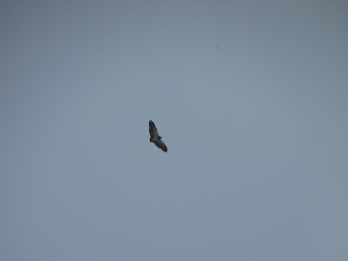 Buse aguia - ML646803864