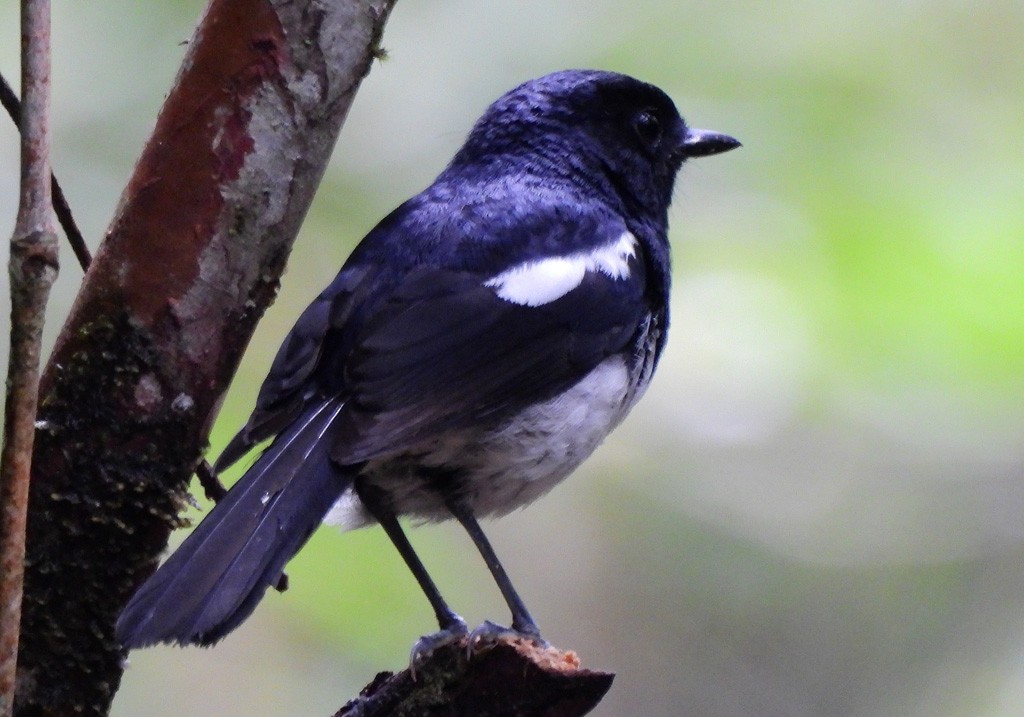 Мадагаскарский шама - ML646803866