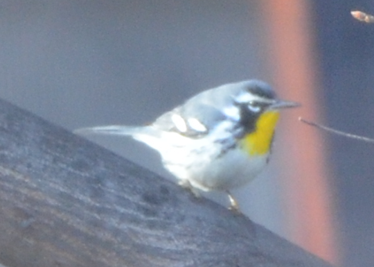 Yellow-throated Warbler - ML646803867