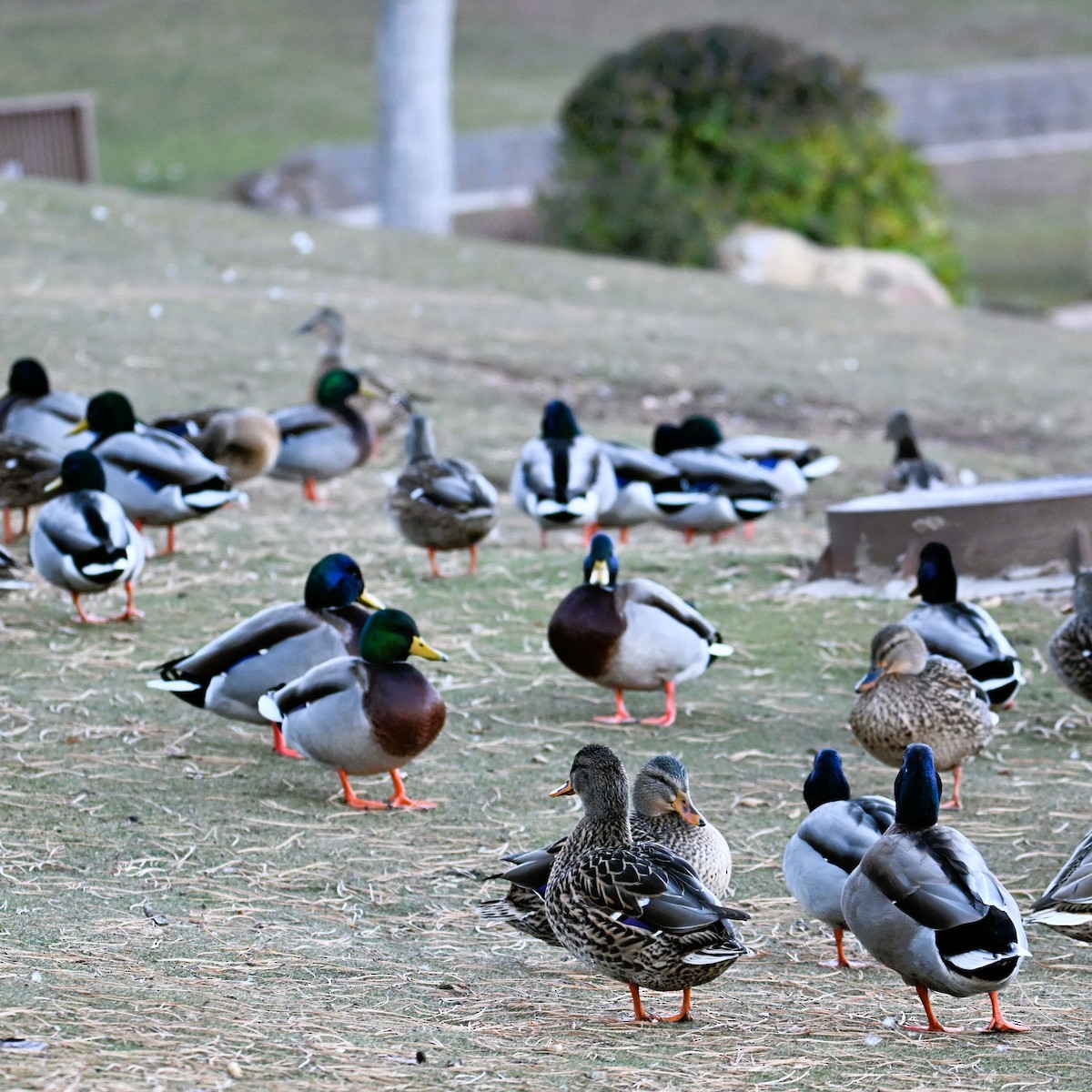 Canard colvert - ML646803873