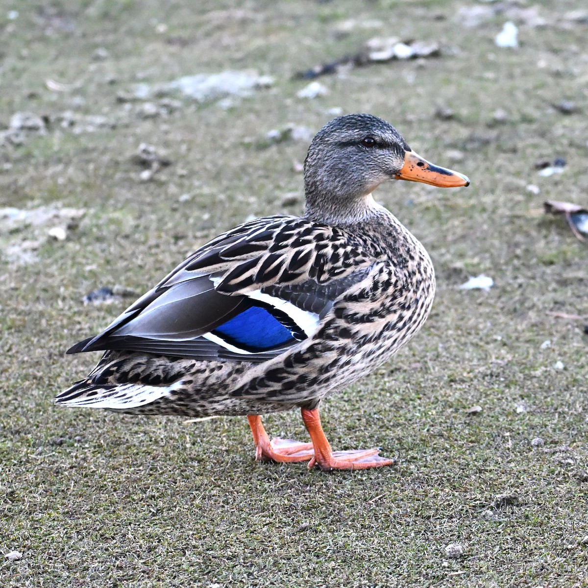 Canard colvert - ML646803874