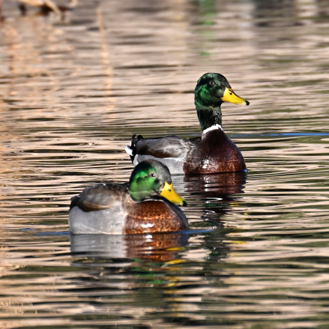 Canard colvert - ML646803881
