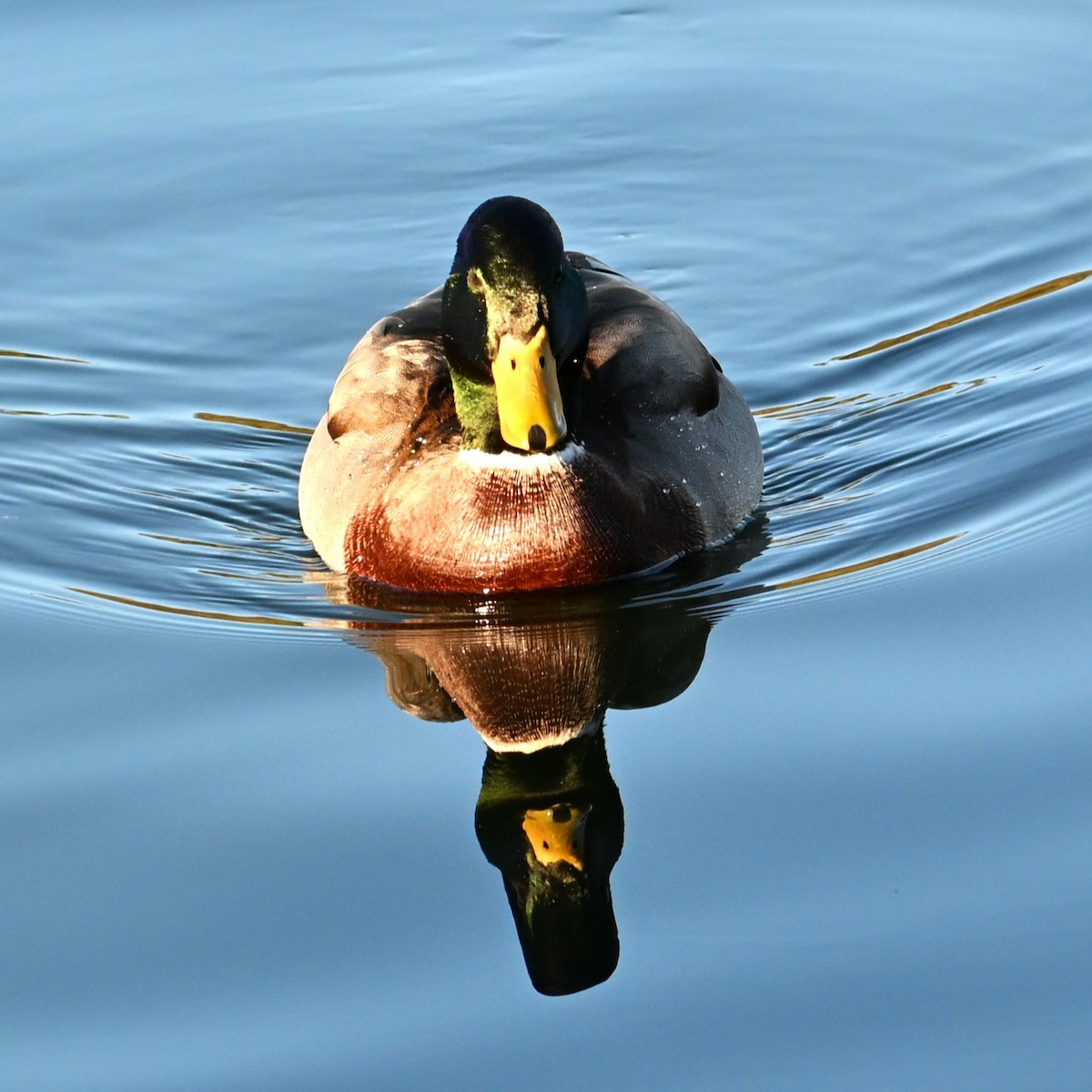 Canard colvert - ML646803883