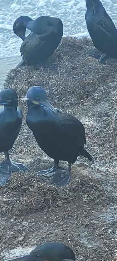 Cormorán Sargento - ML646803896