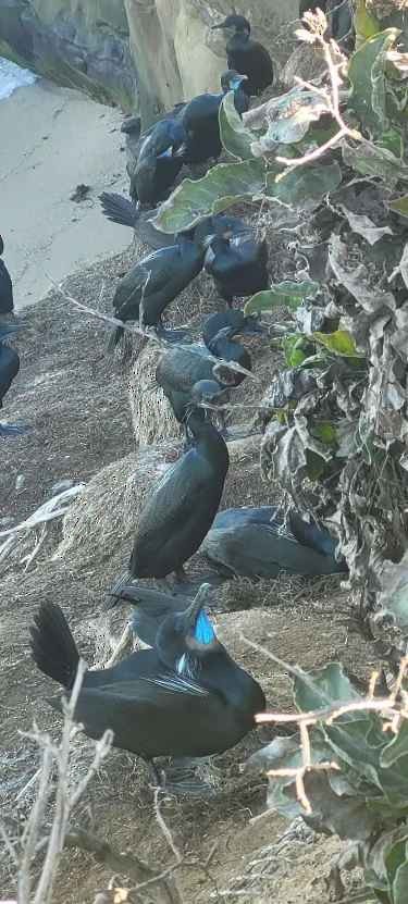 Cormoran de Brandt - ML646803897