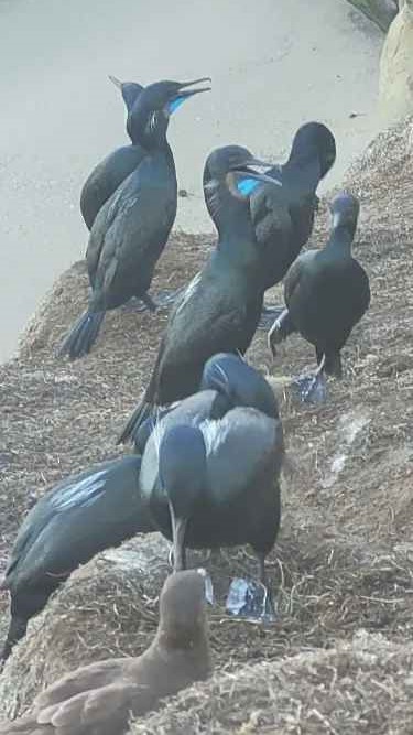 Cormoran de Brandt - ML646803898