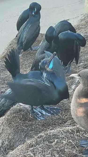 Cormoran de Brandt - ML646803899