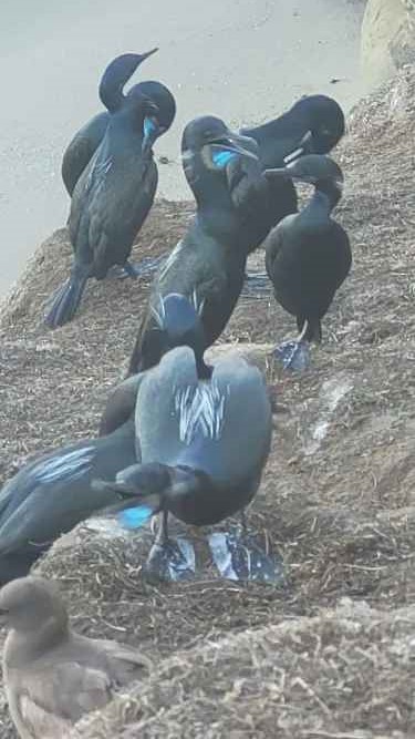 Cormoran de Brandt - ML646803900