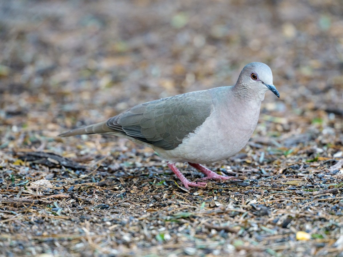 Colombe de Verreaux - ML646803902