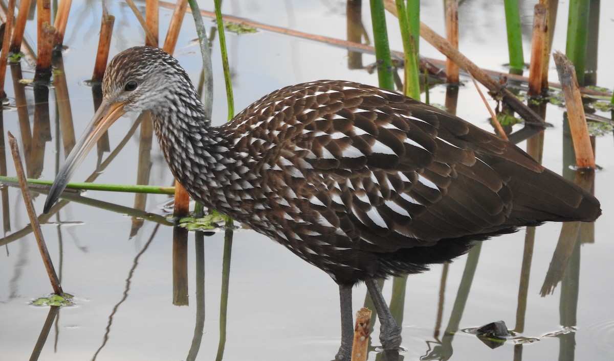 Арама - ML646803903