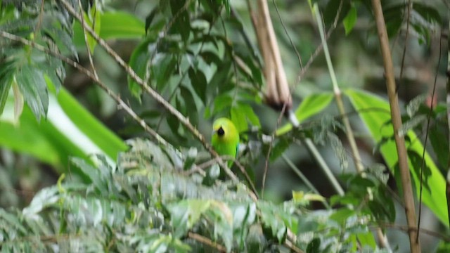 Sunda Yaprakkuşu - ML646803904