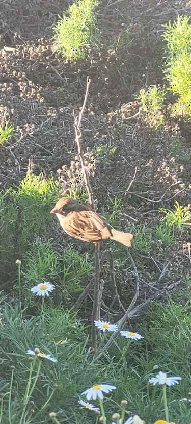 Bruant chanteur - ML646803905