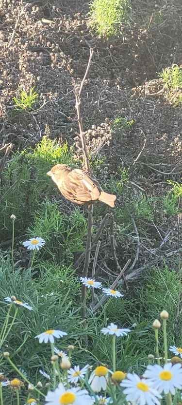 Bruant chanteur - ML646803906