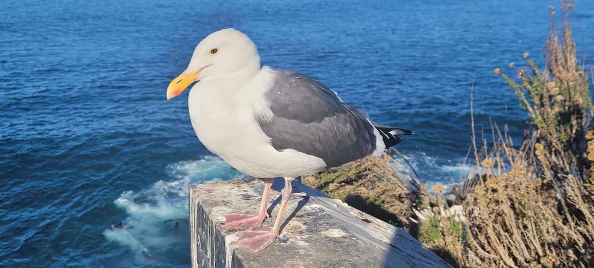 Goéland d'Audubon - ML646803907