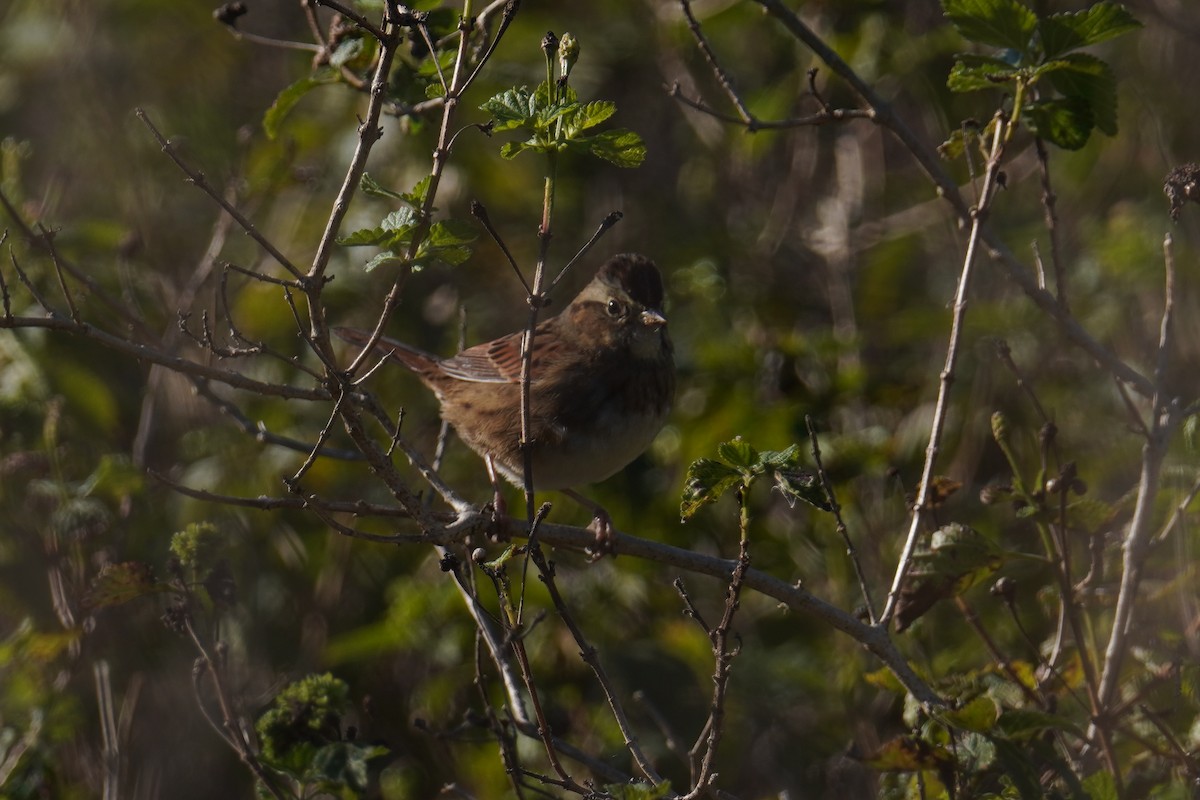 Bruant des marais - ML646803910
