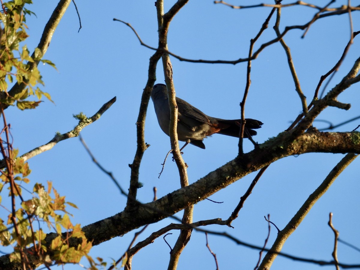 Moqueur chat - ML646803911