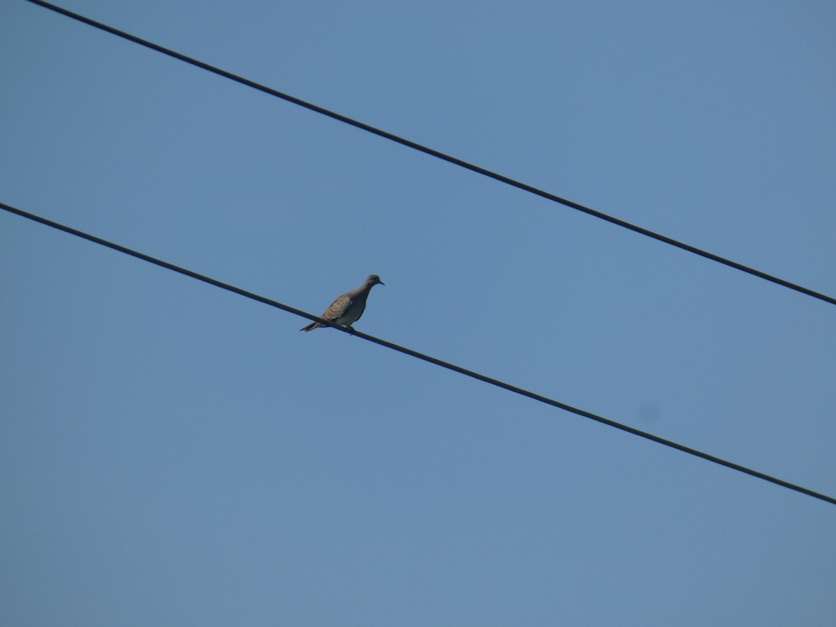 Tourterelle des bois - ML646803912