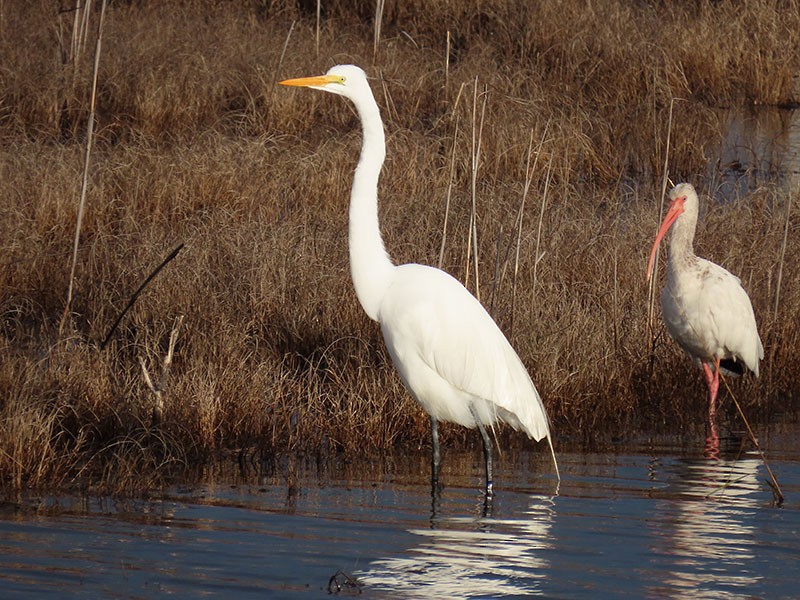 Grande Aigrette - ML646803913