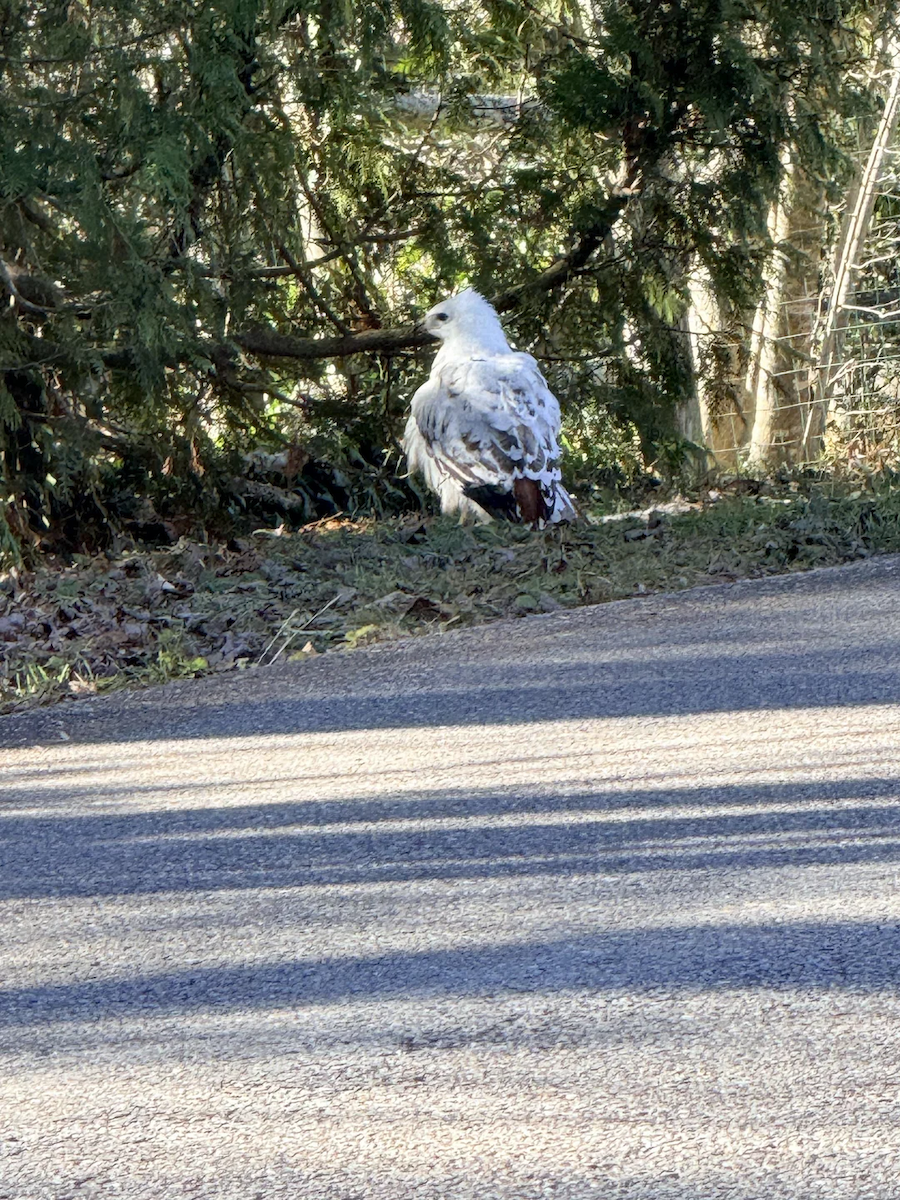 Buse à queue rousse - ML646803916
