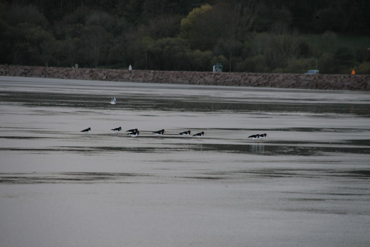 Huîtrier pie - ML646803917