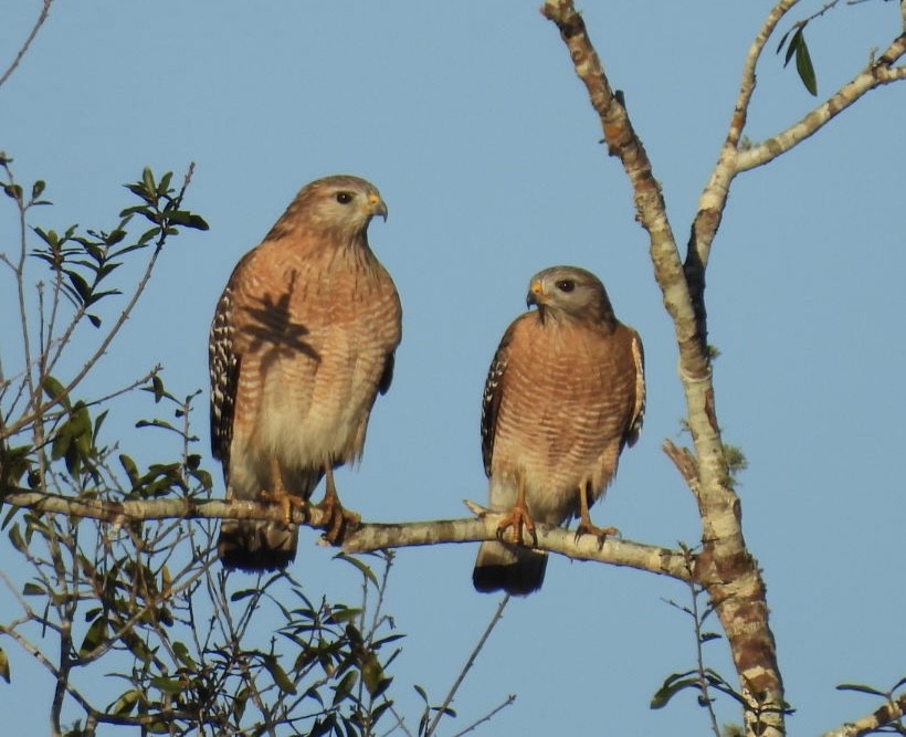 Buse à épaulettes - ML646803918