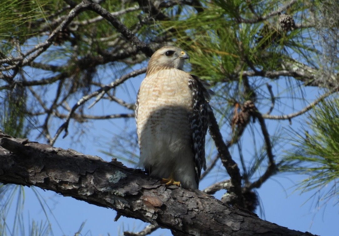 Buse à épaulettes - ML646803919