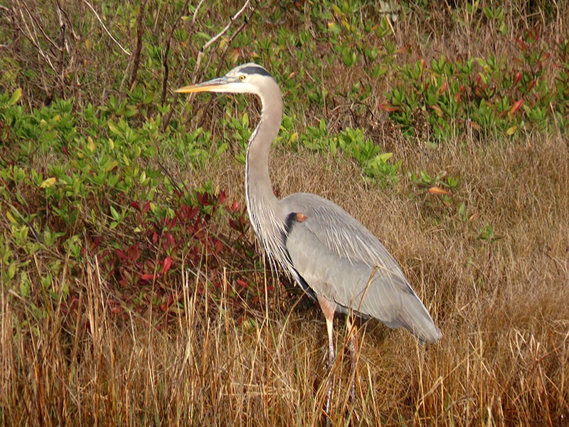 Kanadareiher [herodias-Gruppe] - ML646803921