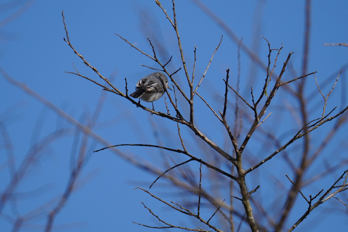 Blue-gray Gnatcatcher - ML646803922