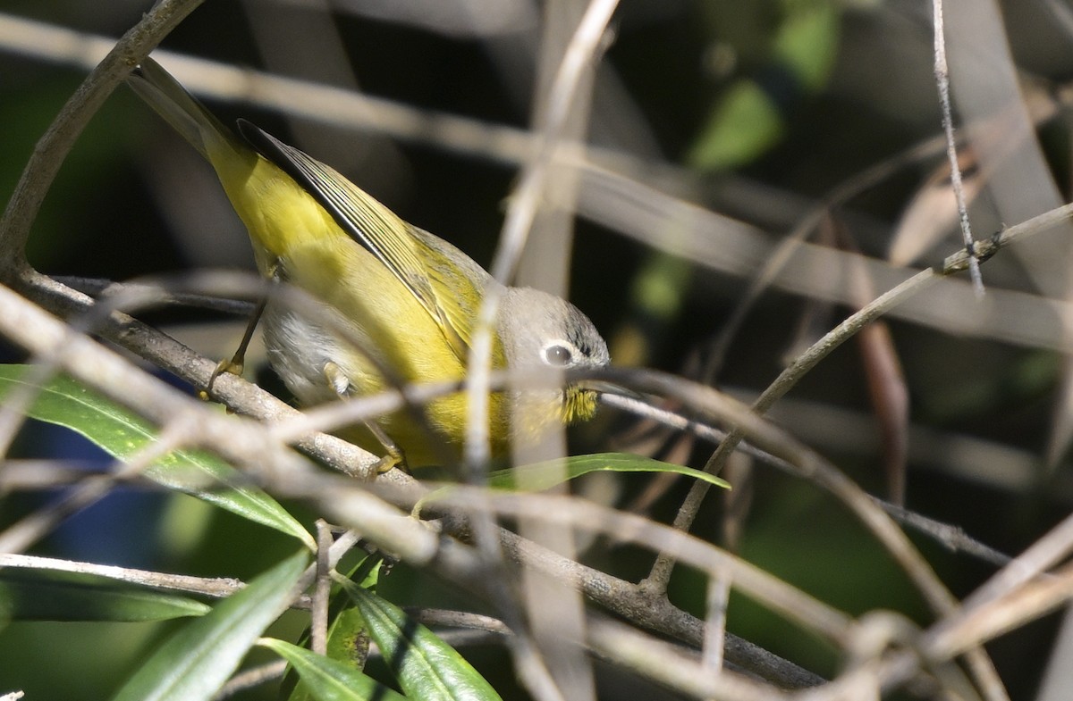 Nashville Warbler - ML646803924