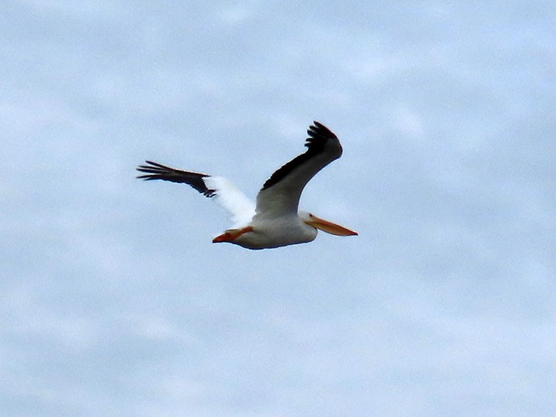 Nashornpelikan - ML646803931