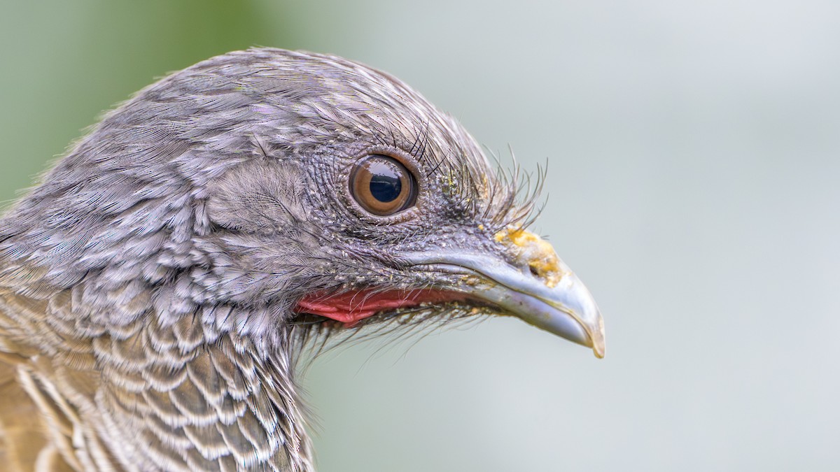 İncili Çaçalaka - ML646803933