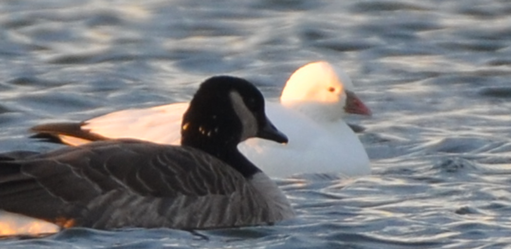 Ross's Goose - ML646803935