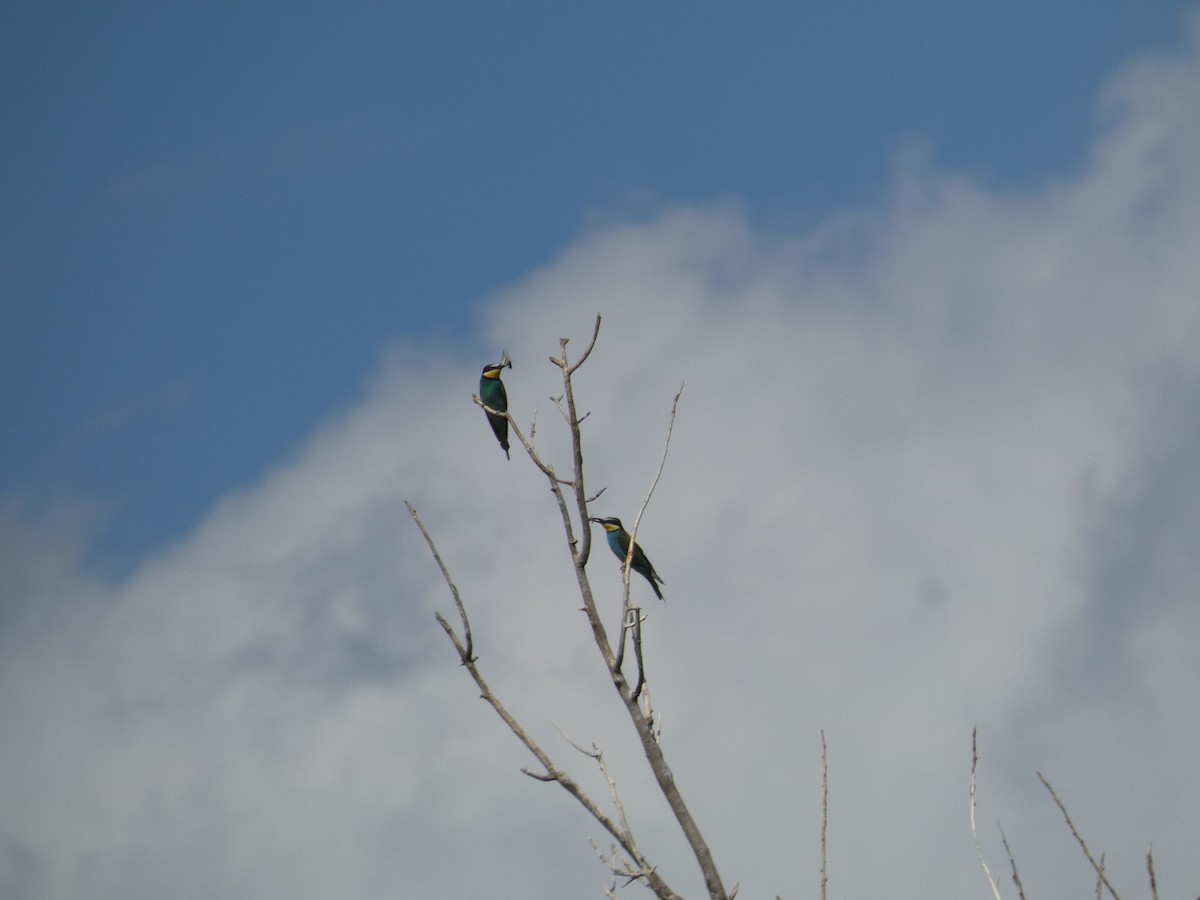European Bee-eater - ML646803936