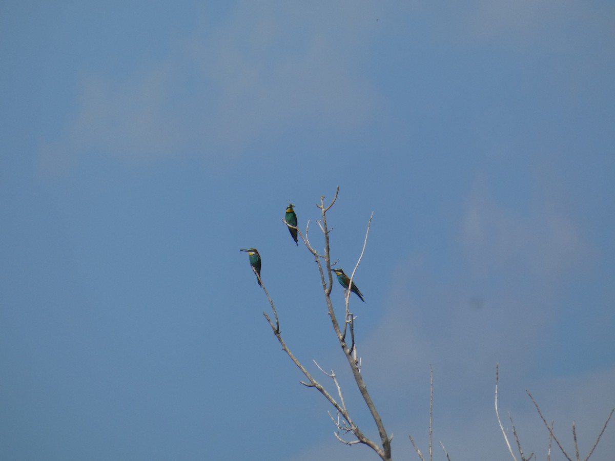 European Bee-eater - ML646803937