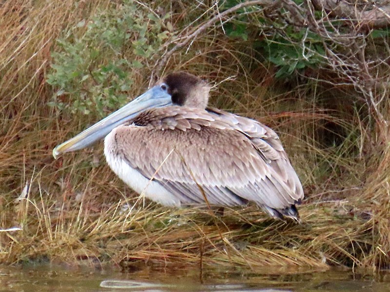 Braunpelikan (carolinensis) - ML646803939