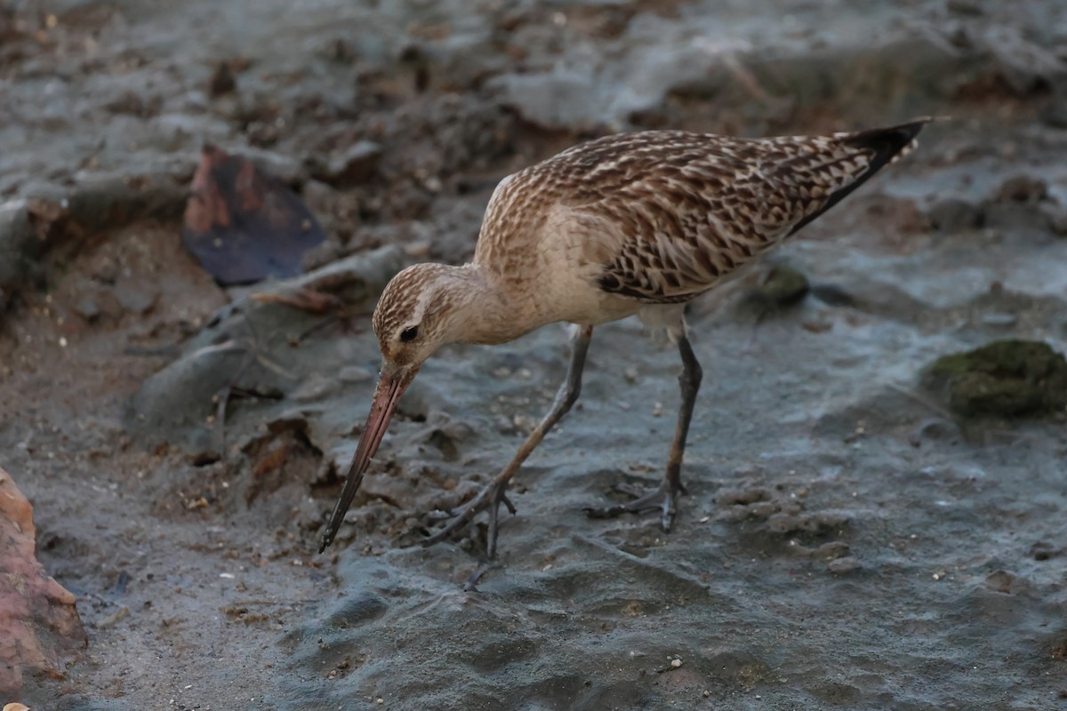 Bar-tailed Godwit - ML646803940