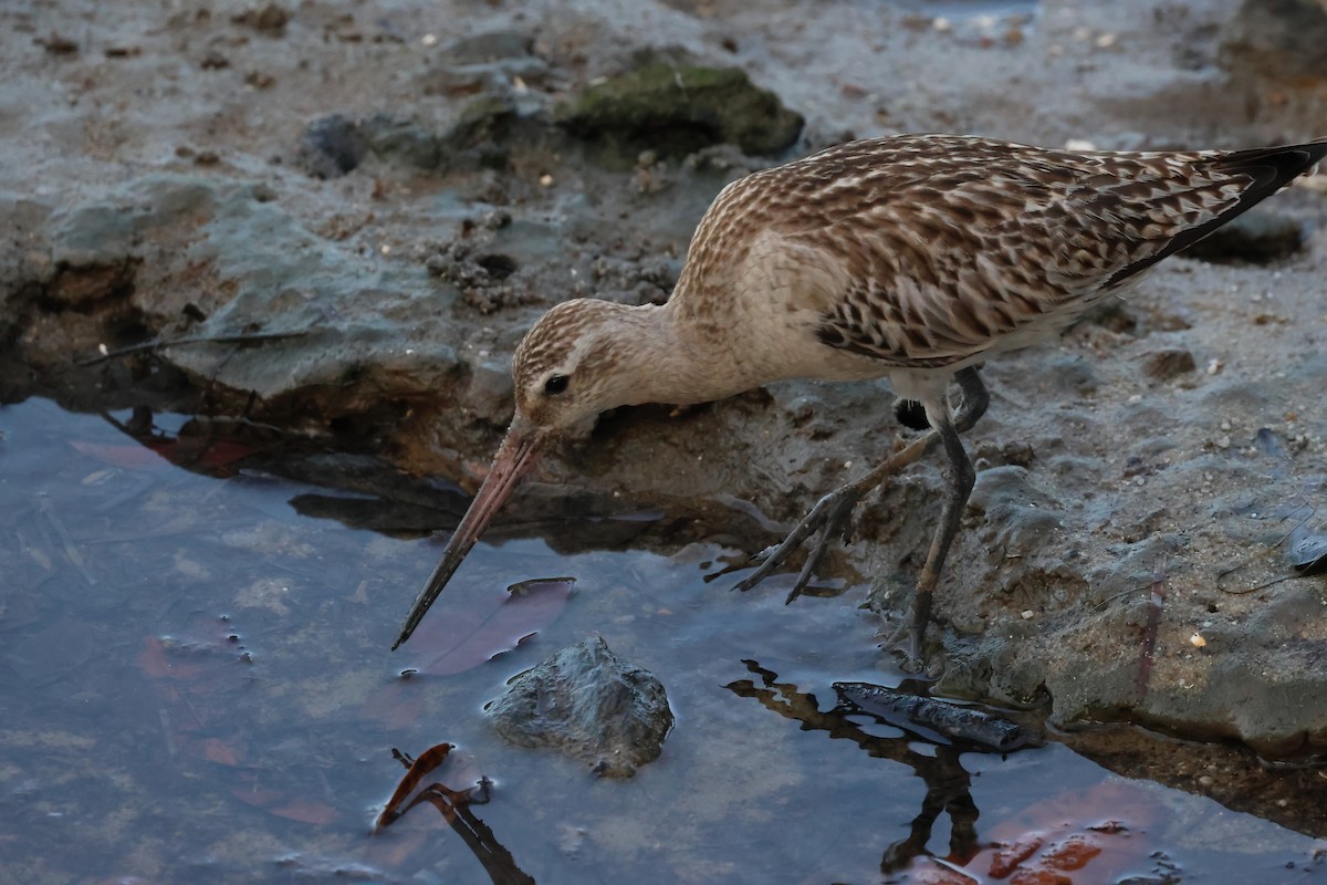 Bar-tailed Godwit - ML646803941
