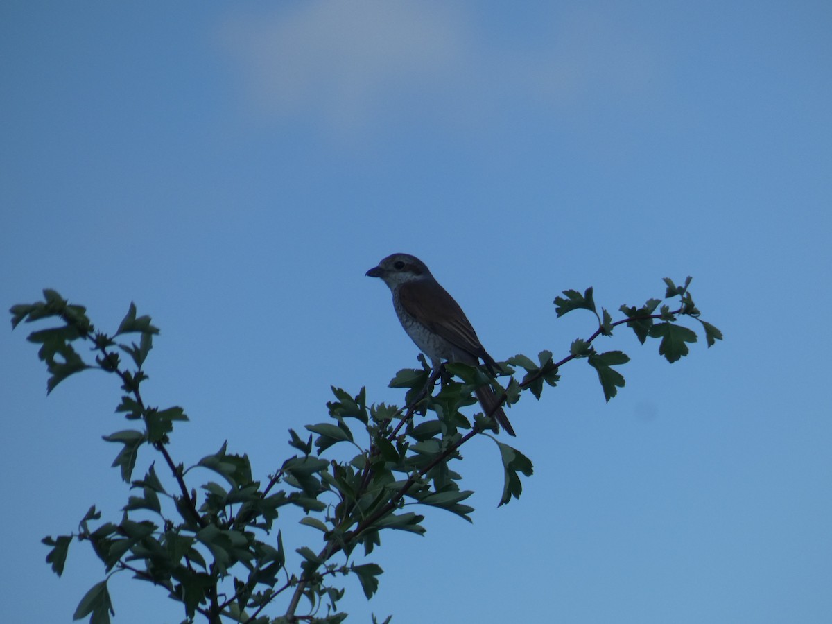 Red-backed Shrike - ML646803942