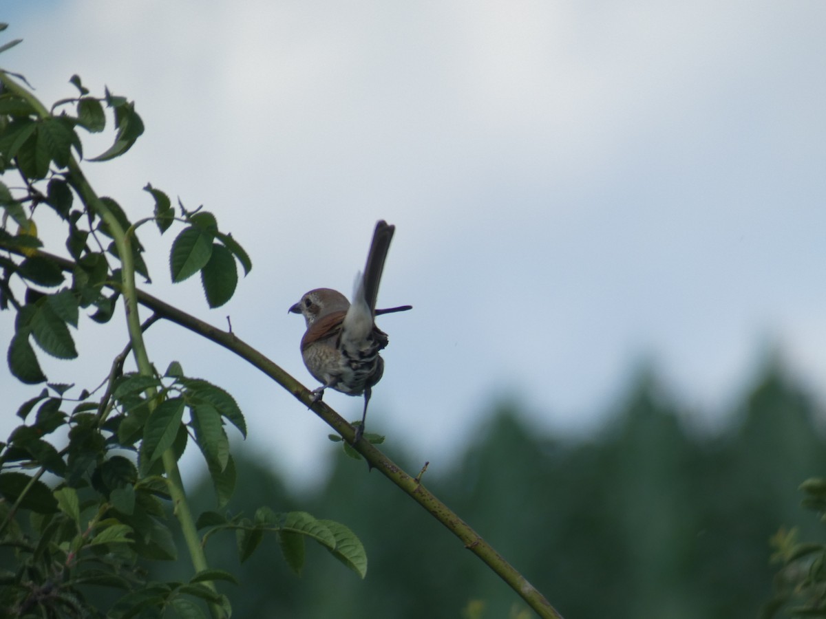Red-backed Shrike - ML646803943