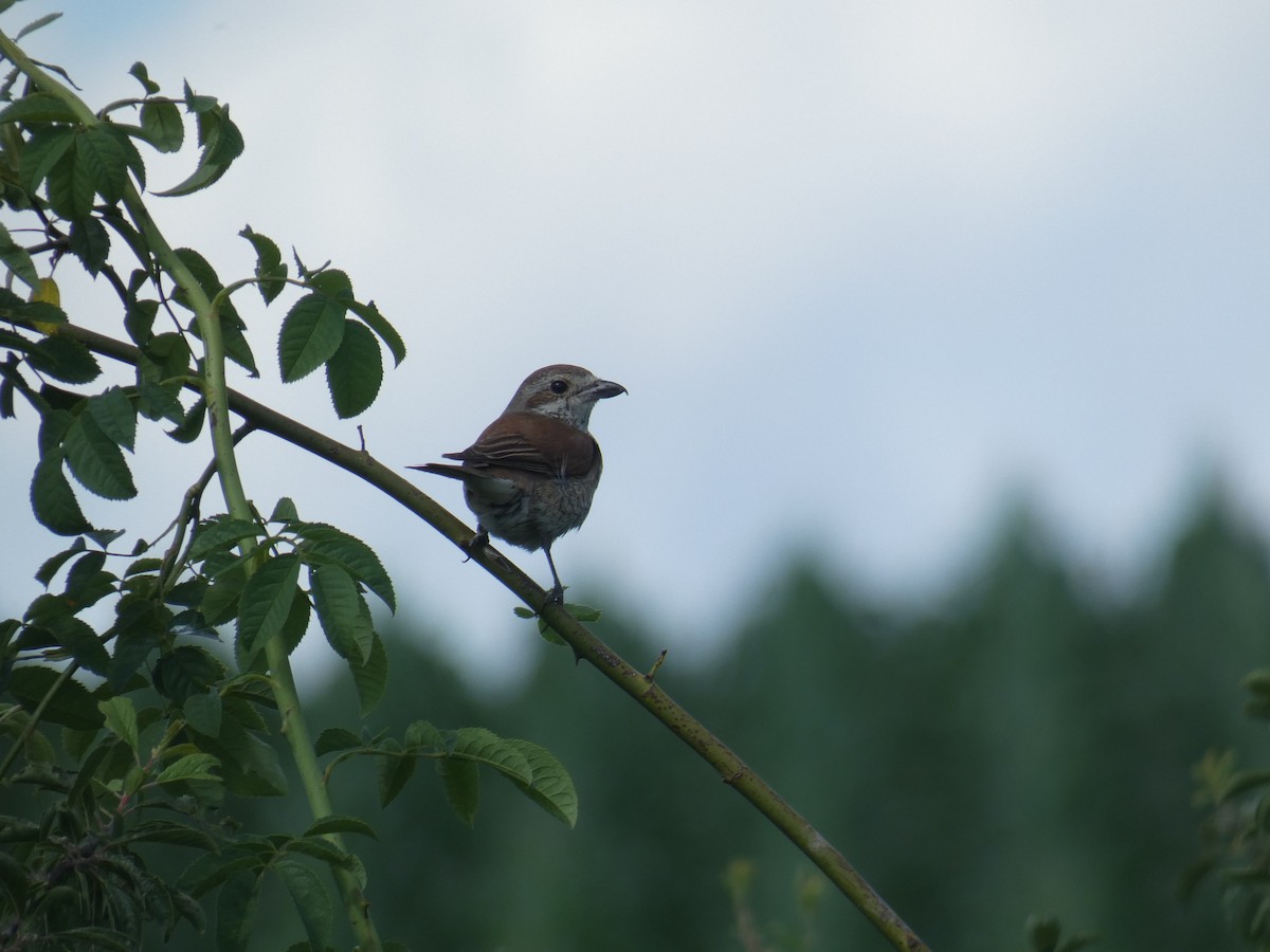 Red-backed Shrike - ML646803944