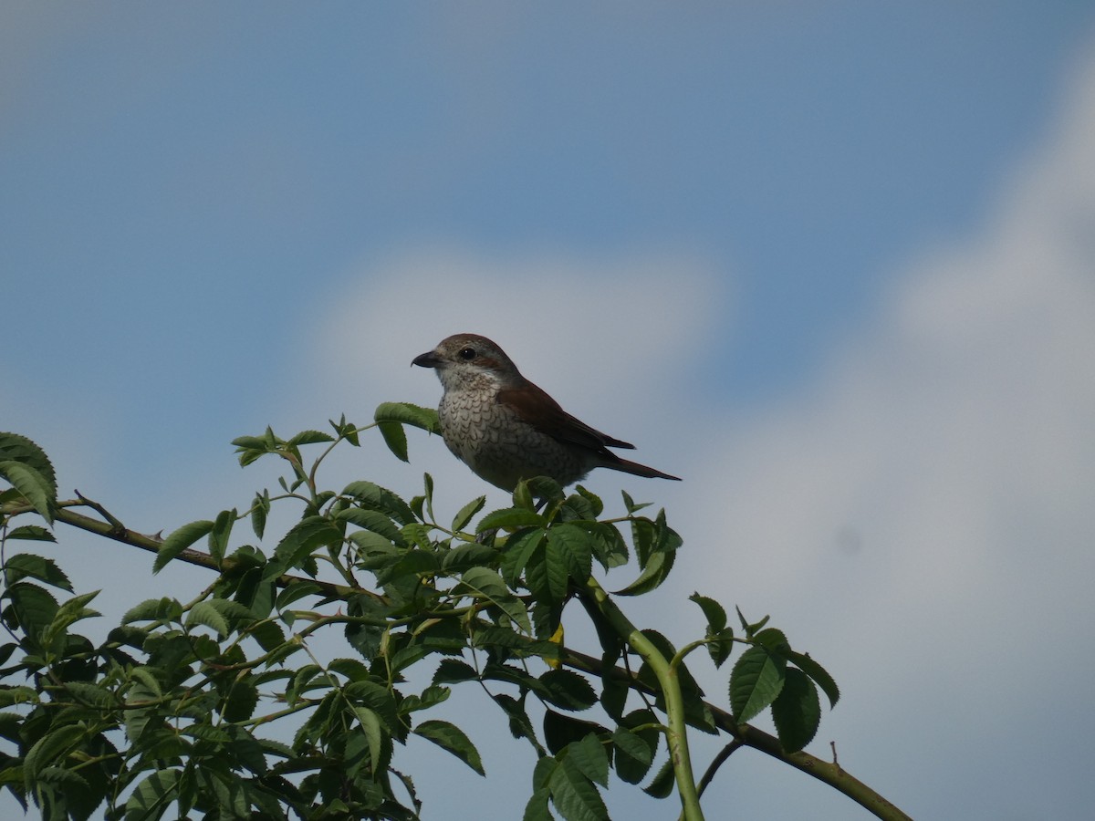 Red-backed Shrike - ML646803945