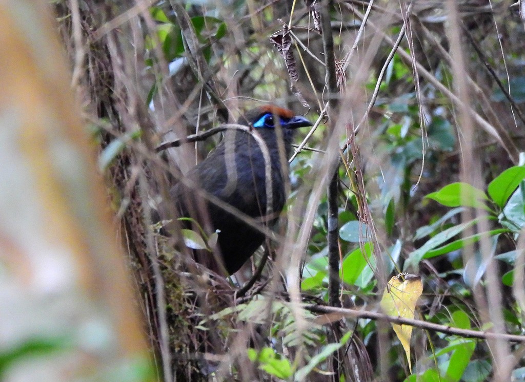 Red-fronted Coua - ML646803950