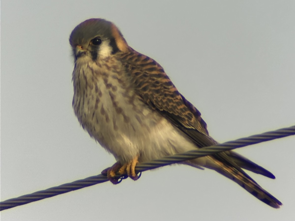 American Kestrel - ML646803952