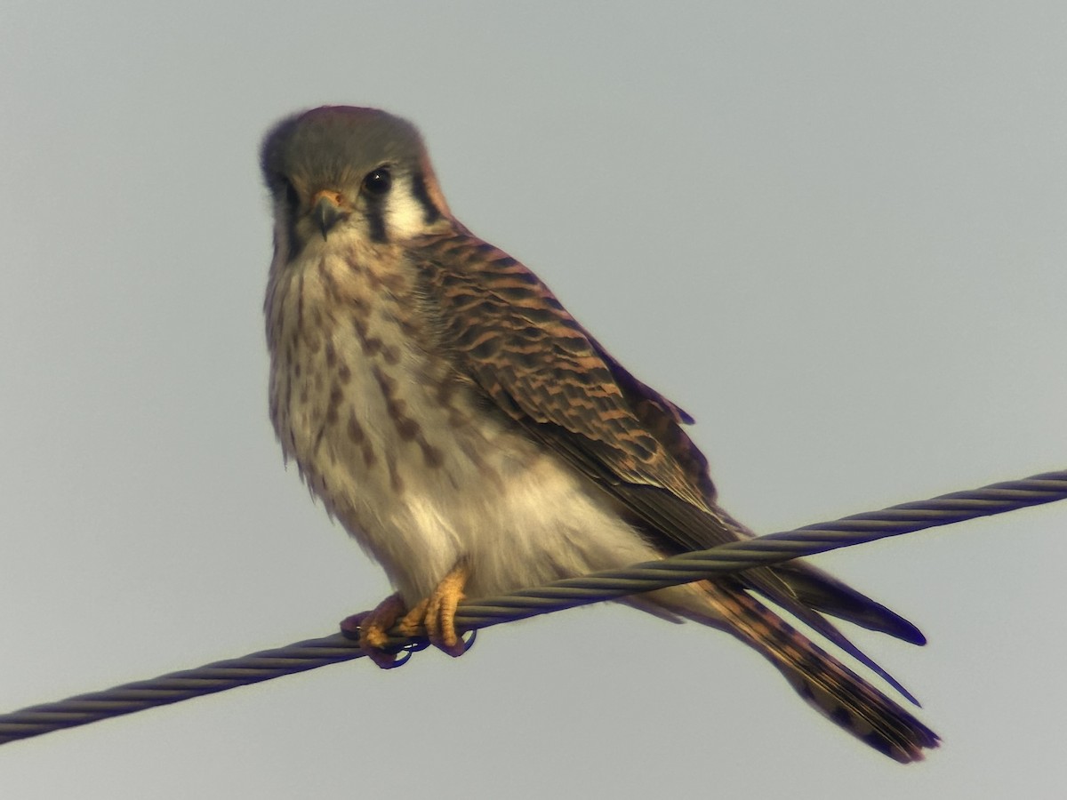 American Kestrel - ML646803953