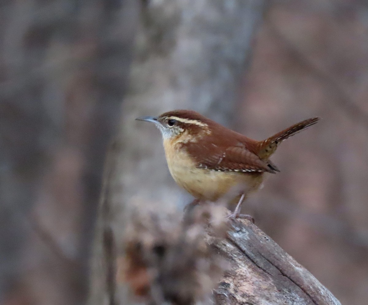 Carolina Wren - ML646803954