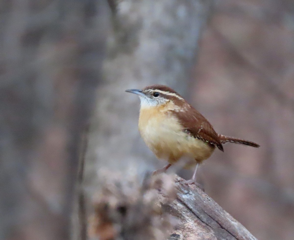 Carolina Wren - ML646803955