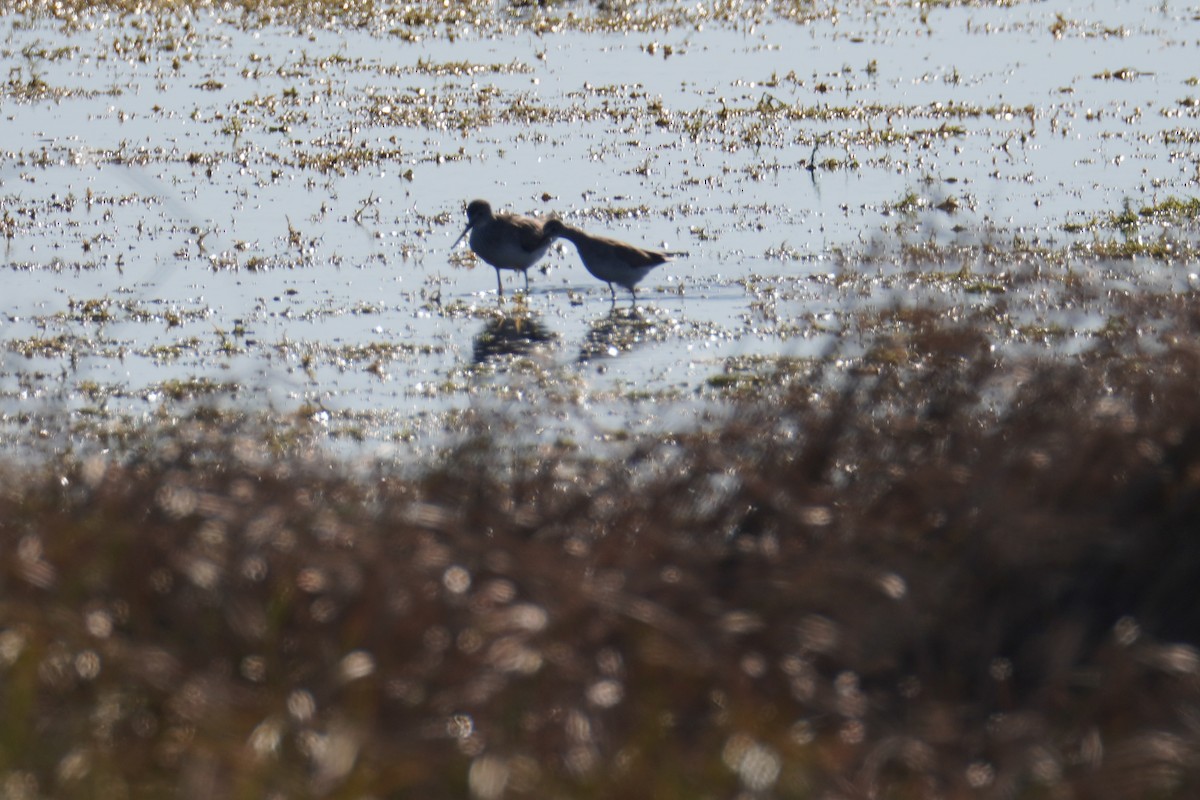 Lesser Yellowlegs - ML646803956